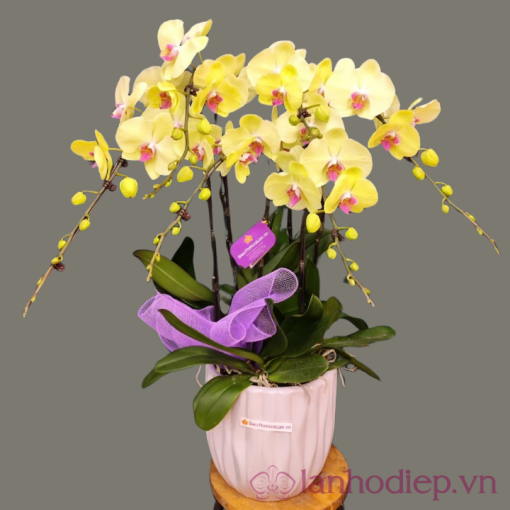 lan ho diep vang 6canh