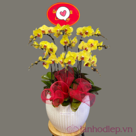 Chậu lan hồ điệp mừng khai trương Chậu lan hồ điệp mừng khai trương