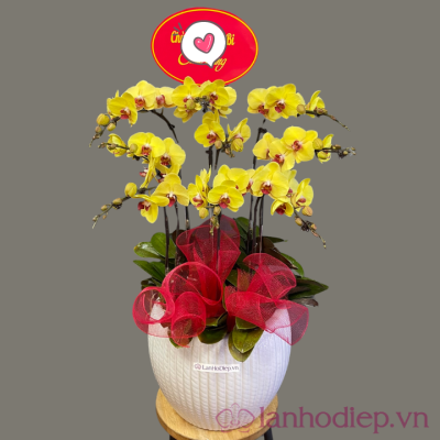Chậu lan hồ điệp mừng khai trương lan ho diep vang 7canh
