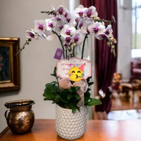 Hoa lan hồ điệp mừng thọ Hoa lan hồ điệp mừng thọ