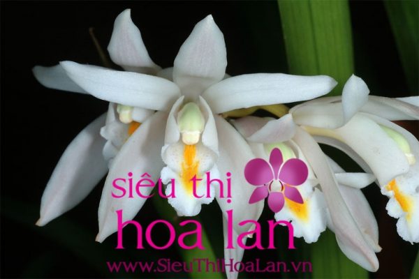 Tìm hiểu về loại địa lan Bạch Ngọc dia lan bach ngoc 3