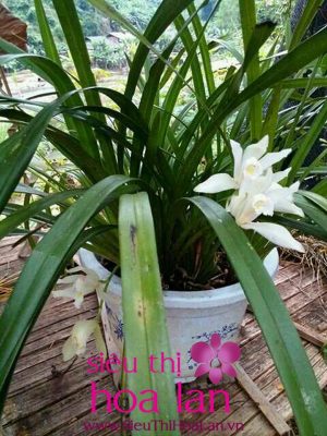 Tìm hiểu về loại địa lan Bạch Ngọc dia lan bach ngoc 4