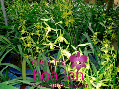 Địa lan Hoàng Vũ – những điều chưa biết dia lan hoang vu 3