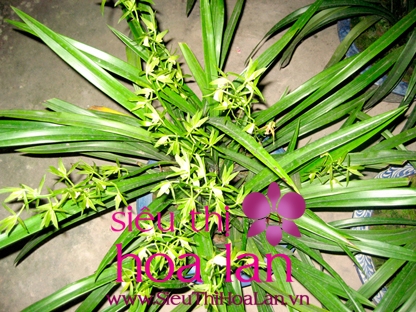 Địa lan Hoàng Vũ – những điều chưa biết dia lan hoang vu 4