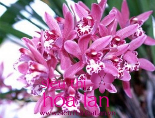 Kỹ thuật trồng địa lan kiếm hồng dia lan kiem hong 1