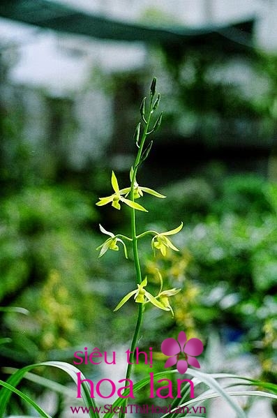 Những yếu tố quyết định tạo nên một chậu địa lan Thanh Trường dia lan thanh truong 1