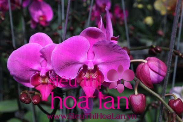 Cách trồng địa lan tím nhanh nhất dia lan tim