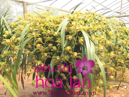 Thời điểm tách nhánh địa lan Trần Mộng vào lúc nào? dia lan tran mong