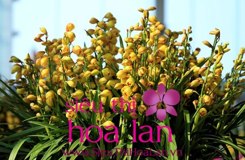 Địa lan vàng vừa sang vừa quyến rũ dia lan vang 1