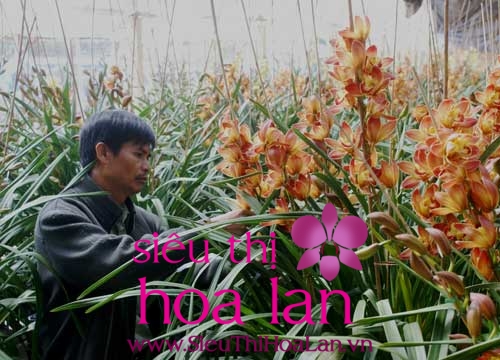 ban da biet gi ve loai dia lan cat canh nay chua 3