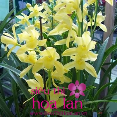 cac ki thuat trong va cham soc hoa dia lan cat cat 1