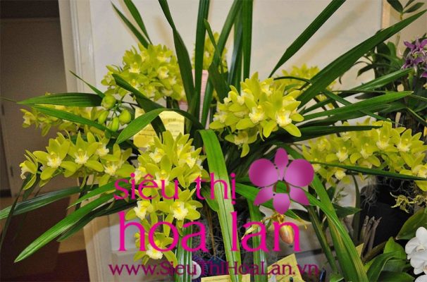 Cách chăm sóc cây địa lan hương cát cát cach cham so dia lan huong cat cat 1