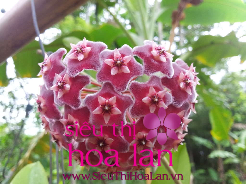 Cách chăm sóc hoa lan địa cầu một cách tốt nhất cach cham soc hoa lan dia cau mot cach tot nhat 1