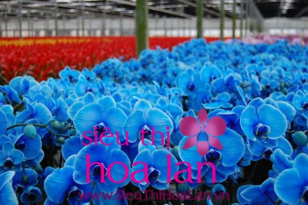 Cách chăm sóc lan hồ điệp xanh dương Hoa lan hồ điệp xanh hiếm và có giá trị cao