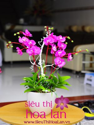 Cách làm hoa địa lan bằng vải voan mà bạn nên biết cach lam hoa dia lan bang vai voan 3