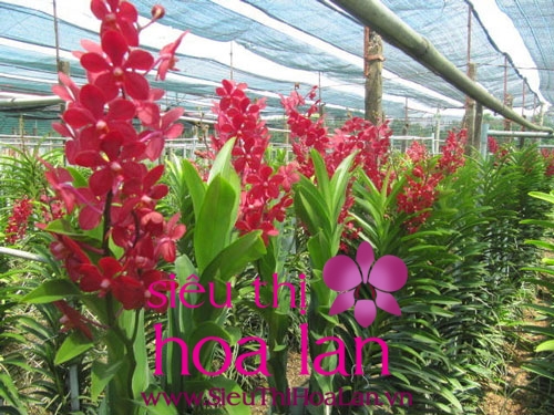 Cách trồng địa lan cắt cành mà bạn nên tìm hiểu cach trong dia lan cat canhma ban nen tim hieu 1