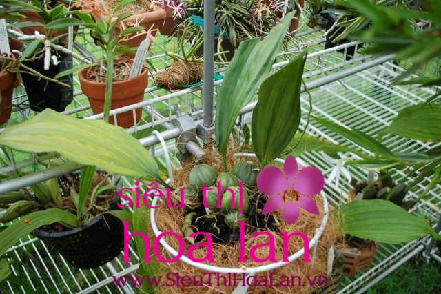 Cách trồng lan hồ điệp bằng xơ dừa đơn giản mà hiệu quả cach trong lan ho diep bang xo dua don gian ma hieu qua 1