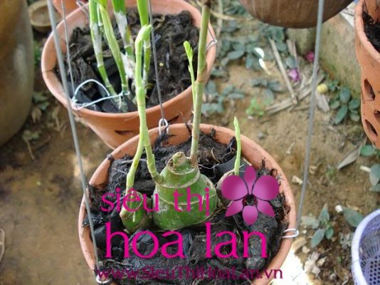 Cách trồng một số loại địa lan có củ cach trong mot so loai dia lan co cu 1