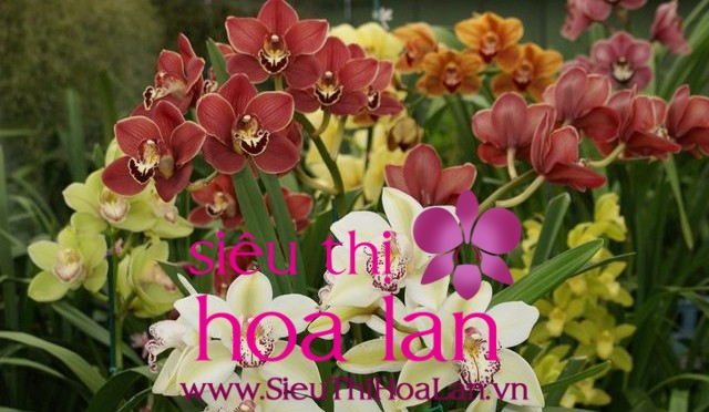 Cách trồng và chăm sóc địa lan Cymbidium cach trong va cham spc dia lan cymbidium 1