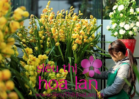 cach trong va phong mot so benh thuong gap cho dia lan cac loai 3