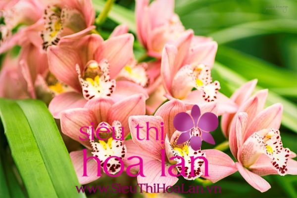 cach trong va phong mot so benh thuong gap cho dia lan cac loai 4