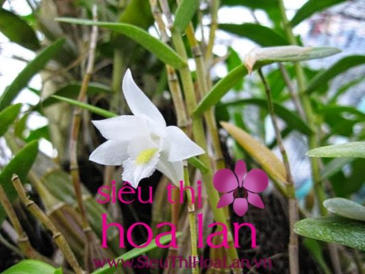 dia lan bach hac loai hoa duoc nhieu nguoi ua thich hien nay 2