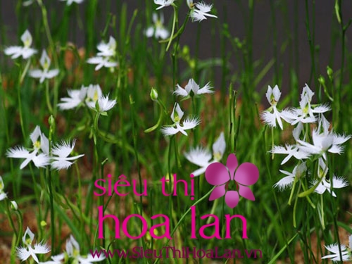 dia lan bach hac loai hoa duoc nhieu nguoi ua thich hien nay 3