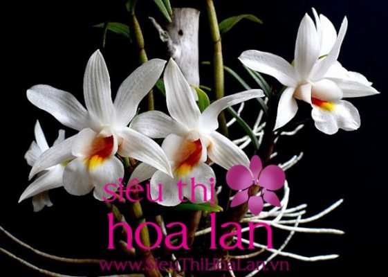 dia lan bach hac loai hoa duoc nhieu nguoi ua thich hien nay 4