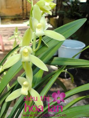 dia lan bach ngoc dai kieu 1