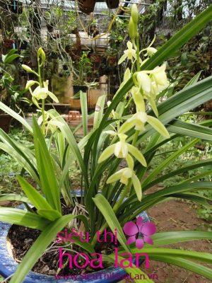 Sự thu hút khó tả của địa lan bạch ngọc đại kiều dia lan bach ngoc dai kieu 3