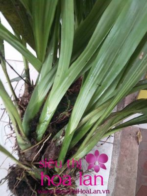 Sự thu hút khó tả của địa lan bạch ngọc đại kiều dia lan bach ngoc dai kieu 4