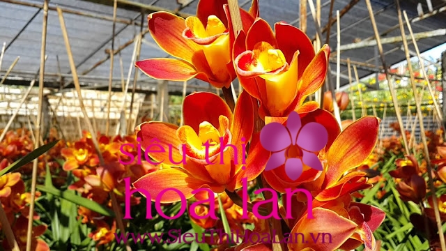 dia lan cam lua mon qua sang trong trong dip tet 3