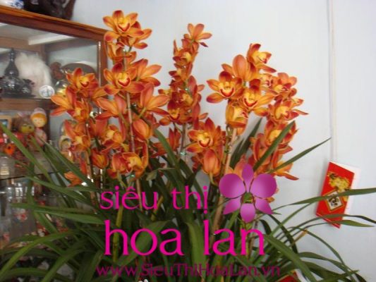 Địa lan cam lửa món quà sang trọng trong dịp Tết dia lan cam lua mon qua sang trong trong dip tet 4