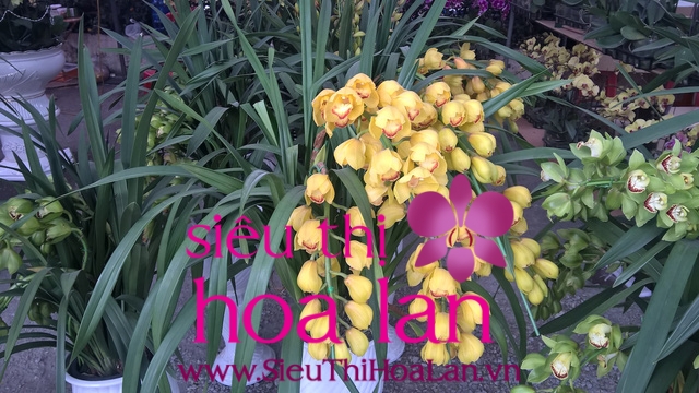 dia lan cam to la loai hoa gi 1