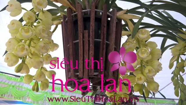 dia lan cam to la loai hoa gi 3