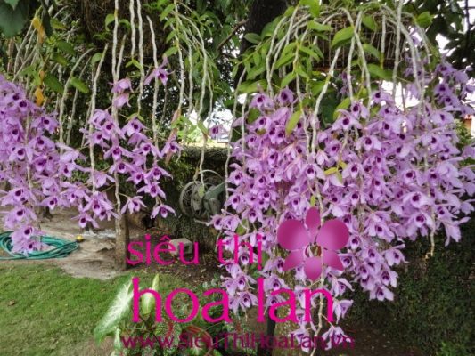 dia lan cam to la loai hoa gi 4