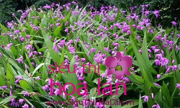 dia lan chu dinh loai hoa pho bien o viet nam 2