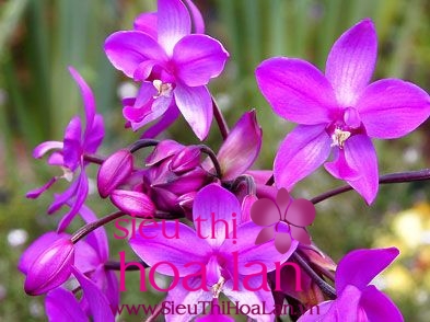 dia lan chu dinh loai hoa pho bien o viet nam 3