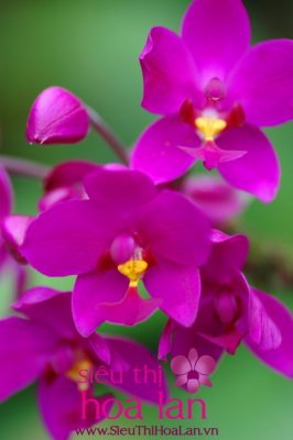 dia lan chu dinh loai hoa pho bien o viet nam 4