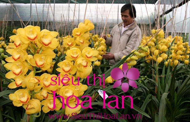 gia hoa dia lan bao nhieu tien 1