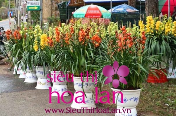 gia hoa dia lan bao nhieu tien 3