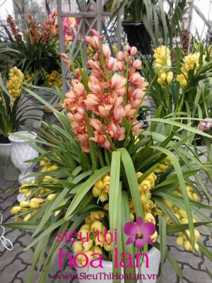 Hoa địa lan Đà Lạt có đắt không? gia hoa dia lan da lat 4