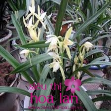 hoa dia lan bach ngoc 1