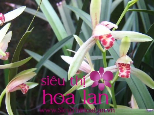 hoa dia lan bach ngoc 3