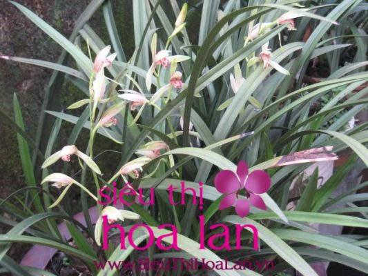 hoa dia lan bach ngoc 4