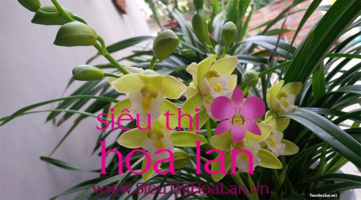 hoa dia lan bao gia la mon qua y nghia di bieu tet 1