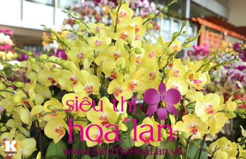 hoa dia lan bao gia la mon qua y nghia di bieu tet 3