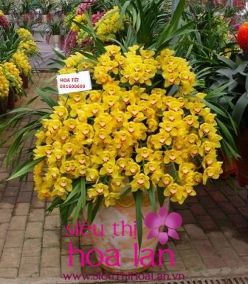 hoa dia lan cao su thu choi hoa dac sac hien nay 1