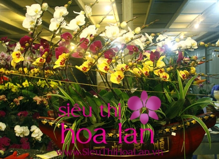 Hoa địa lan cao su thú chơi hoa đặc sắc hiện nay hoa dia lan cao su thu choi hoa dac sac hien nay 3