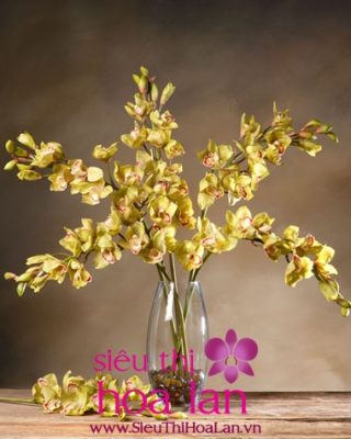 Hoa địa lan cao su thú chơi hoa đặc sắc hiện nay hoa dia lan cao su thu choi hoa dac sac hien nay 4jpg